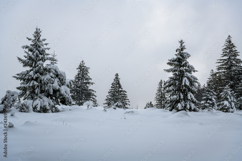 Naklejka premium Winter Forest