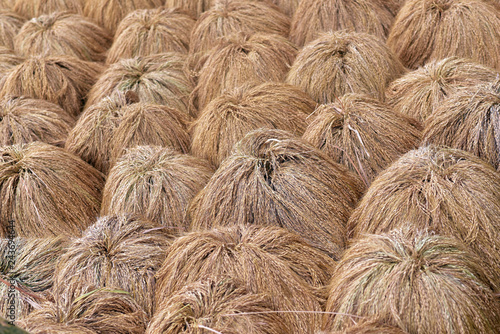 Rice crop lying in bundles in the field after being harvested  drying in sun, Jatiluwih Rice Terraces in Bali, Indonesia