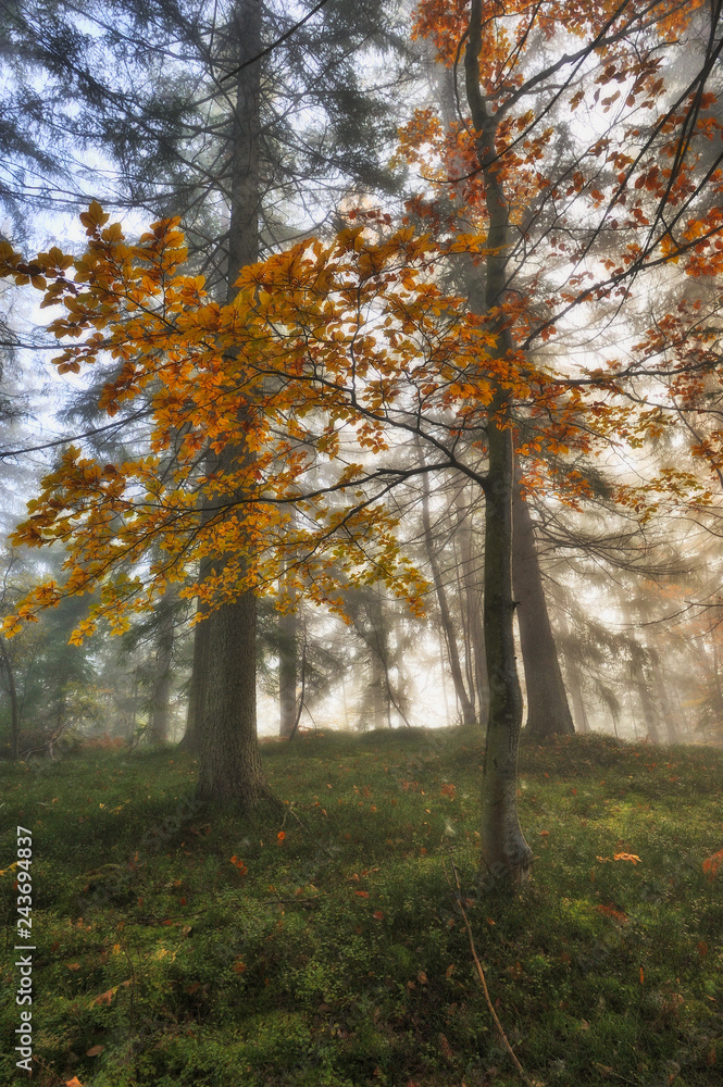 autumn forest. foggy morning in the fairy forest. Carpathian forest