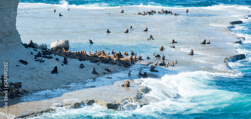 Photography Rookery of fur seals on Valdes peninsula