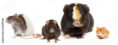 group of rodents is watching