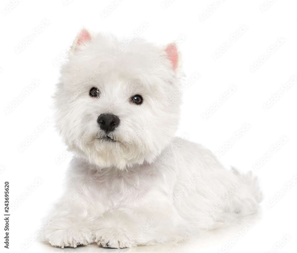 West highland white terrier Dog  Isolated  on White Background in studio