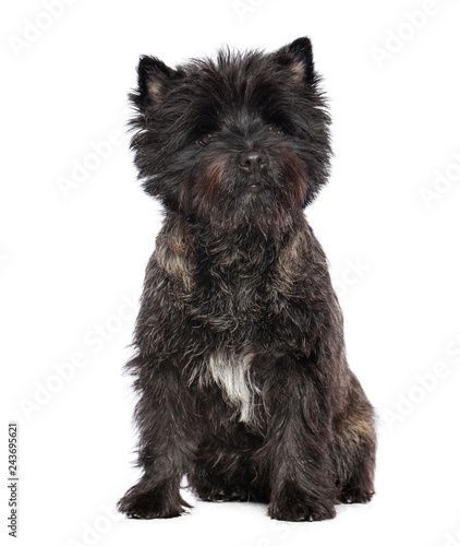 Cairn terrier dog on Isolated white Background in studio