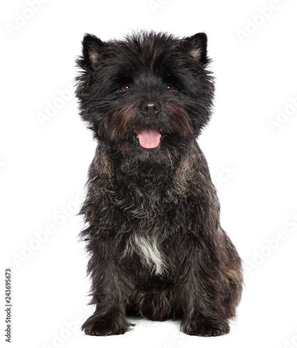 Konstfotografi Cairn terrier dog on Isolated white Background in studio