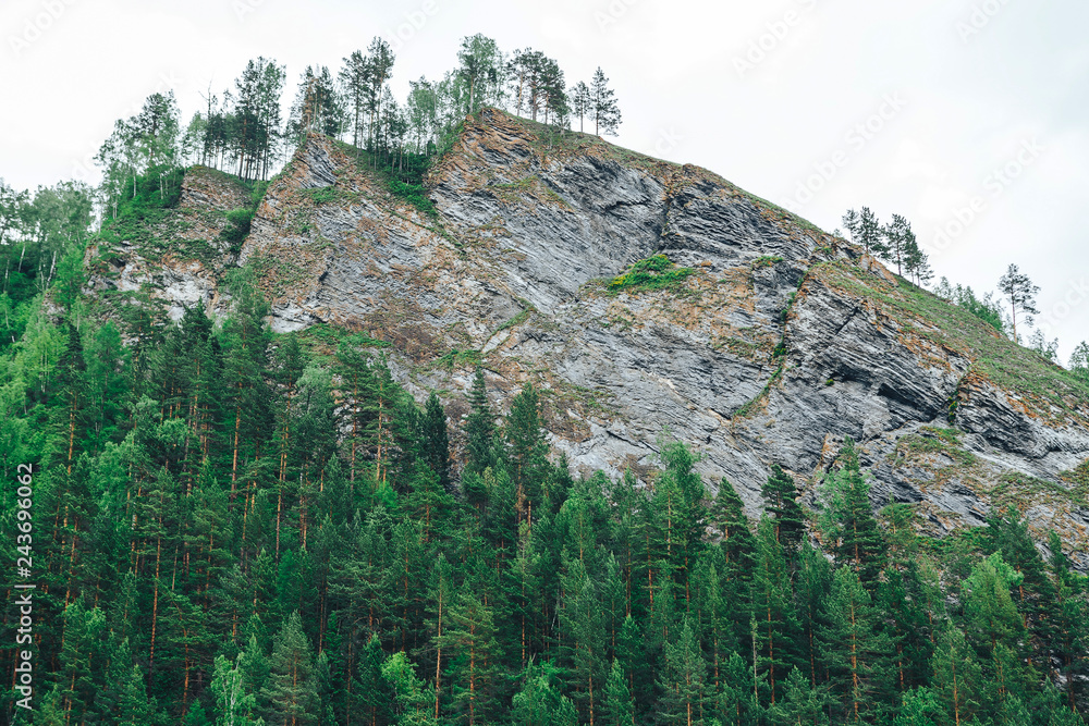 the hillside is covered with trees