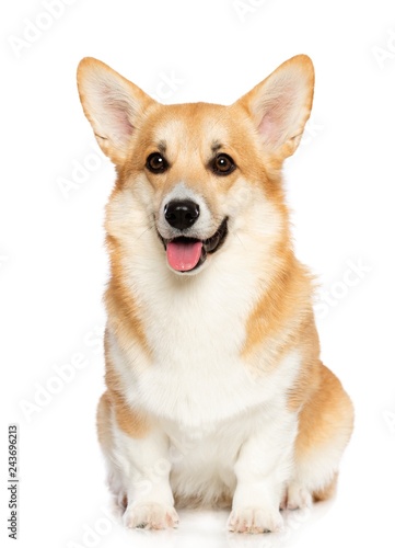 Welsh Corgi Pembroke Dog  Isolated  on White Background in studio