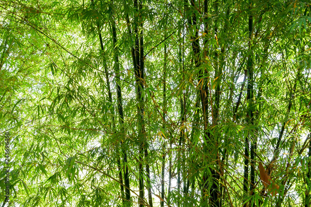 Fototapeta premium background texture green bamboo tree