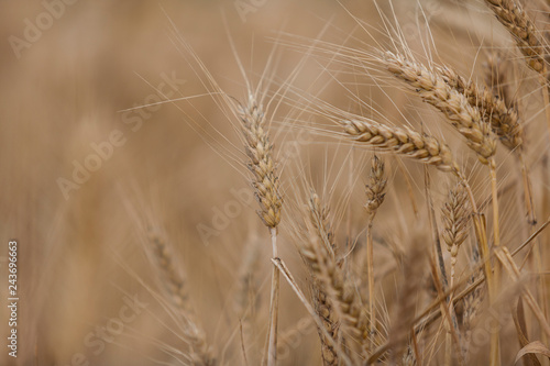 Grain field close up