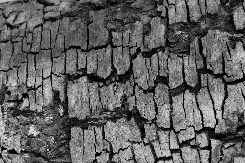 Tree bark wood texture abstract background Tree bark wood texture abstract background