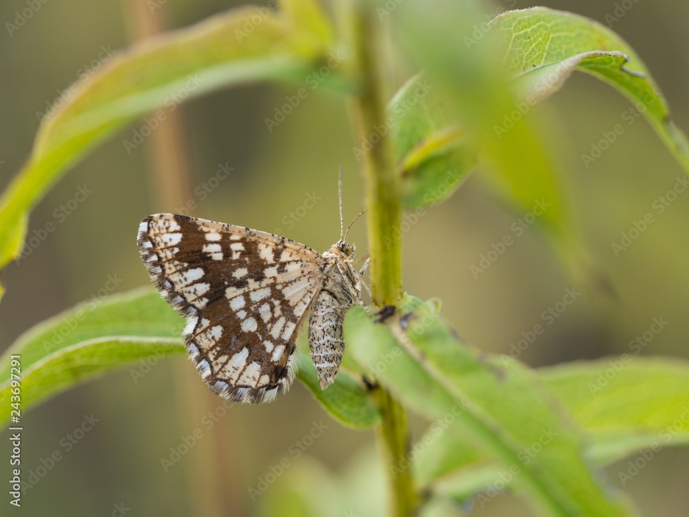 Obraz premium Latticed heath ( Chiasmia clathrata ) female moth sitting on a plant