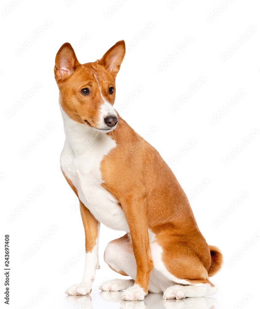 Basenji Dog on Isolated White Background in studio