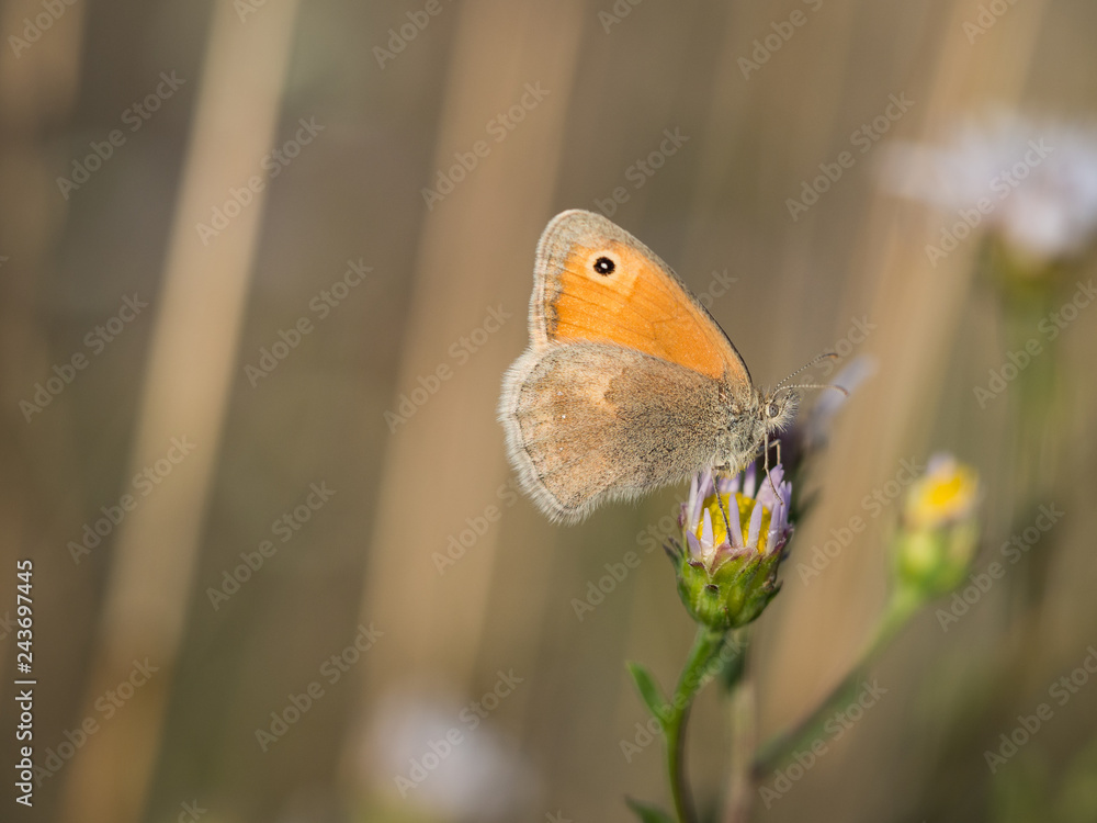 Obraz premium The small heath ( Coenonympha pamphilus ) butterfly sitting on a blooming flower