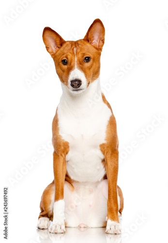 Fototapeta Naklejka Na Ścianę i Meble -  Basenji Dog on Isolated White Background in studio