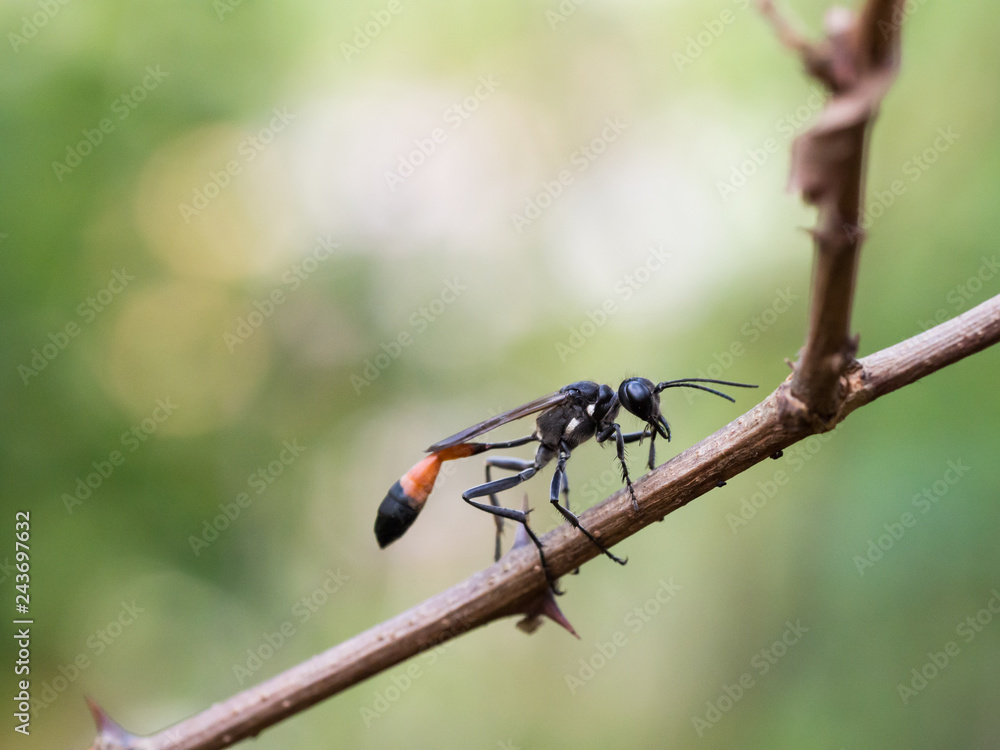 Red-banded sand wasp ( Ammophila sabulosa ) sitting on a twig Red-banded sand wasp ( Ammophila sabulosa ) sitting on a twig