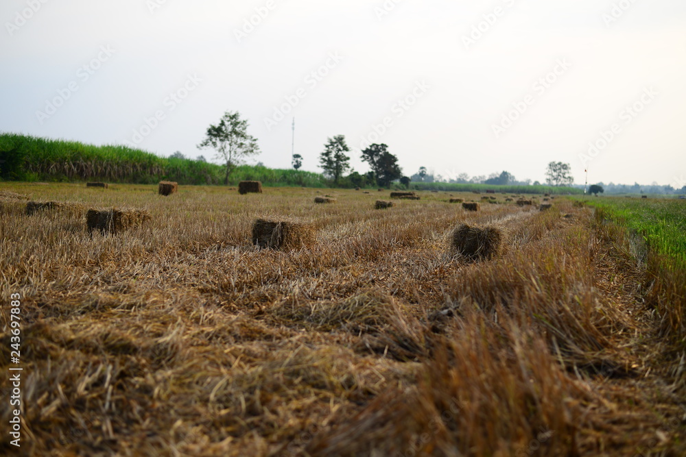 Rice Straw hay in the countryside farm with morning sky