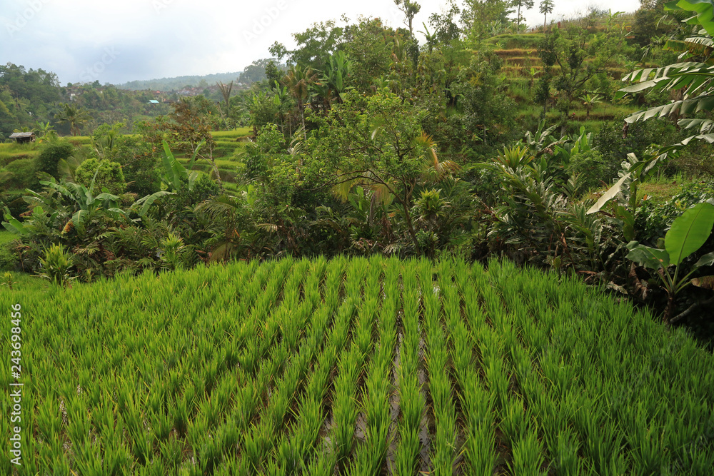Terraced Rice Fields, Jatiluwih, Bali, Indonesia 