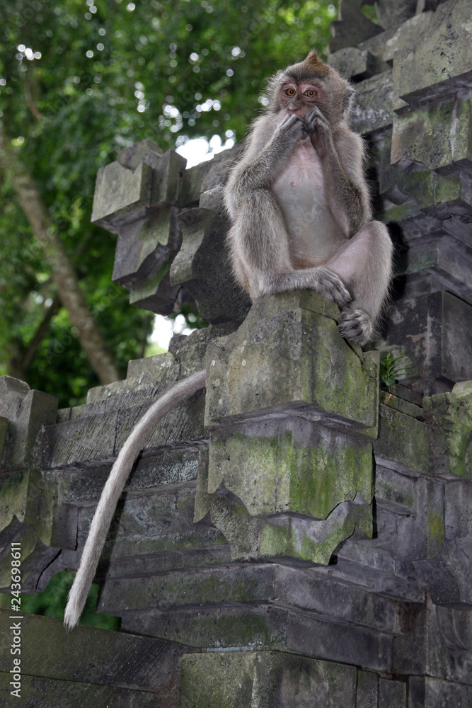 Monkeys in Ubud Monkey Forest, Pura Dalem Agung Padangtegal, Padangtegal, Ubud, Bali, Indonesia