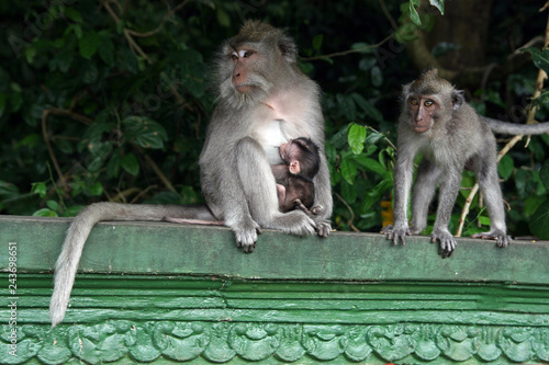 Monkeys in Ubud Monkey Forest, Pura Dalem Agung Padangtegal, Padangtegal, Ubud, Bali, Indonesia photo