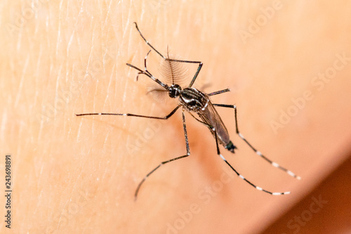 An adult male Aedes aegypti mosquito lands on the skin, but only the female bites because needs blood to mature her eggs.