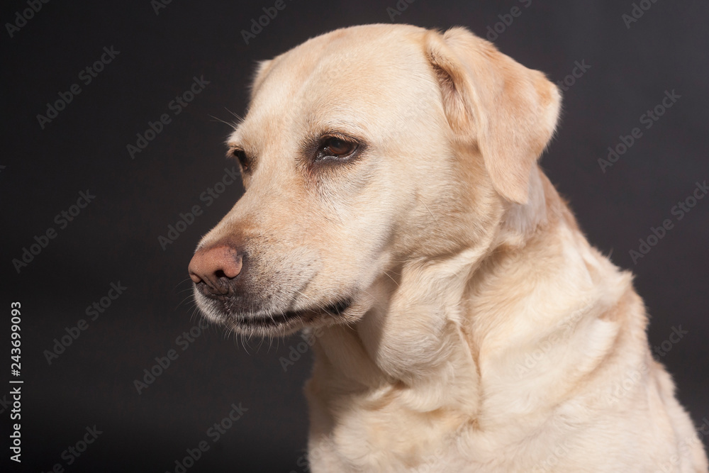 Labrador portrait