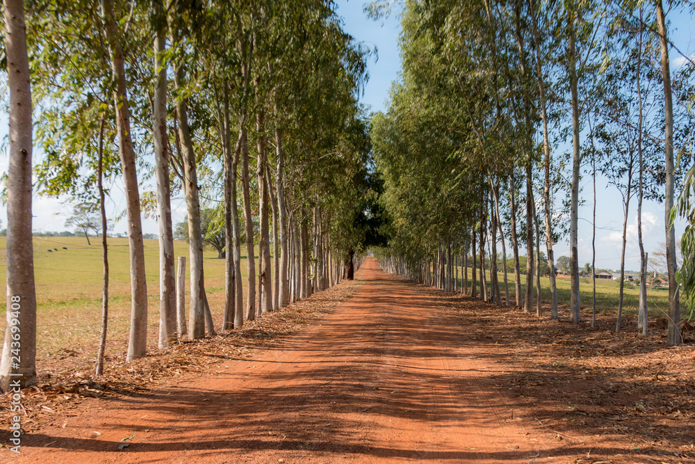 Estrada de terra Estrada de terra
