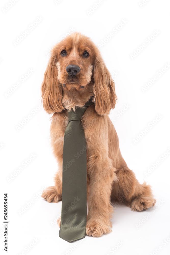 Cocker Spaniel Photoshoot 