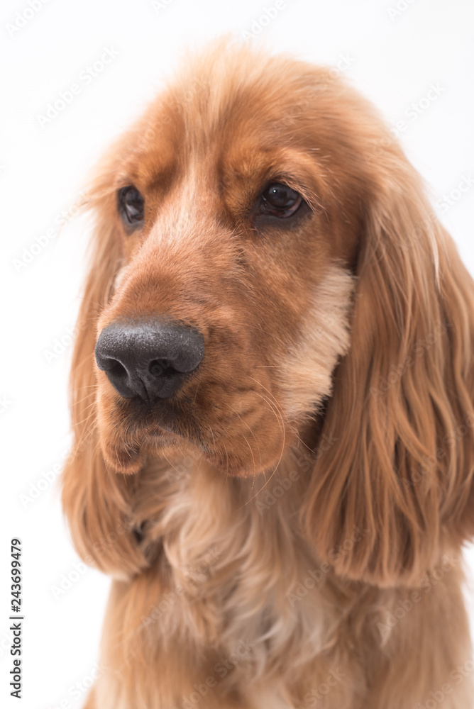 Cocker Spaniel Photoshoot 