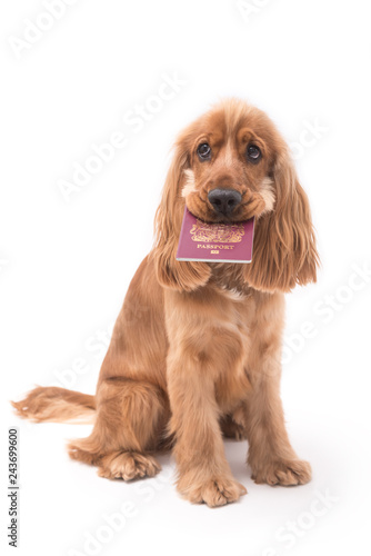 Cocker Spaniel Photoshoot 