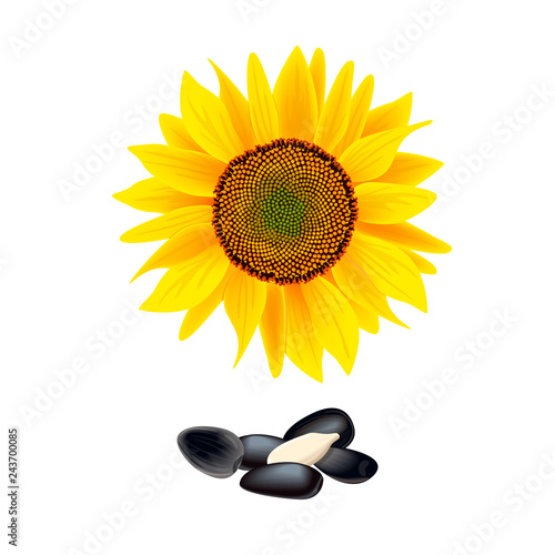 Flower of sunflower isolated on white background. heap of seeds. Vector illustration