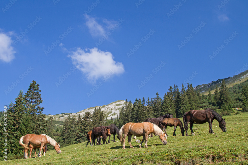 Pferdeherde in den Ammergauer Alpen Pferdeherde in den Ammergauer Alpen