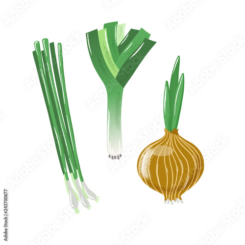 Set of textured bulb, spring and leek onion