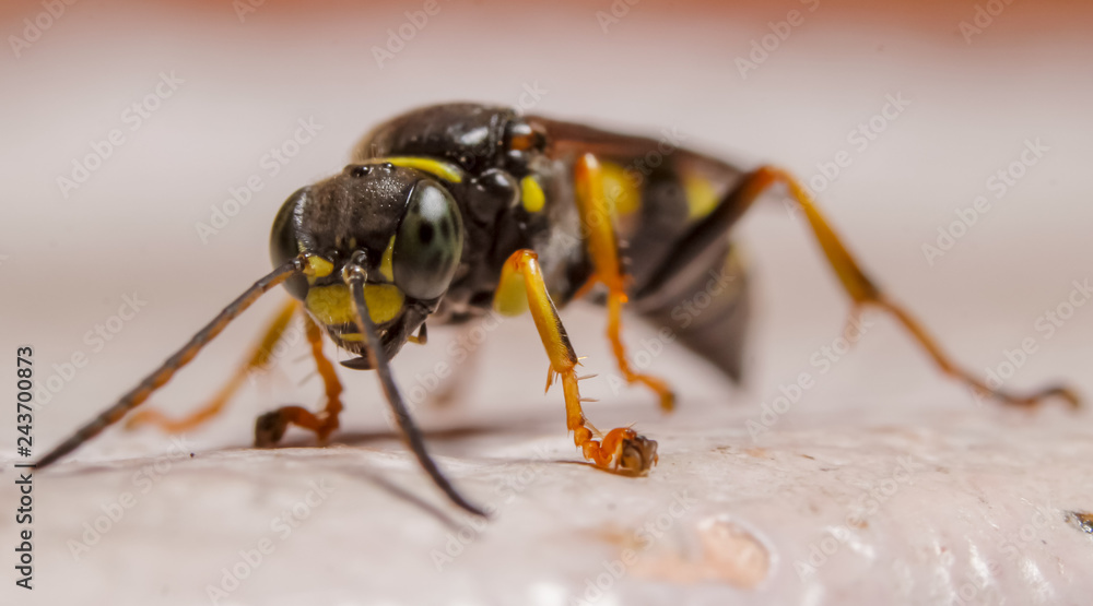 Macro photography of insect on window in living room Macro photography of insect on window in living room