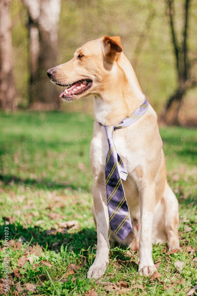 dog pooch in the park, a walk outside, spring has come dog pooch in the park, a walk outside, spring has come