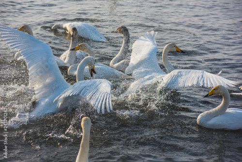 Fighting white whooping swans swimming in the nonfreezing winter lake. The place of wintering of swans, Altay, Siberia, Russia.