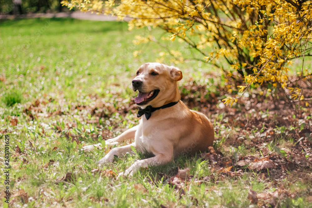 dog on a walk in the spring park