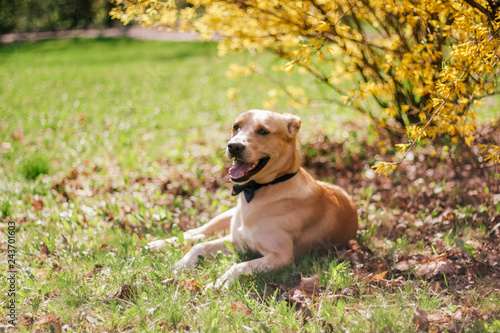 dog on a walk in the spring park