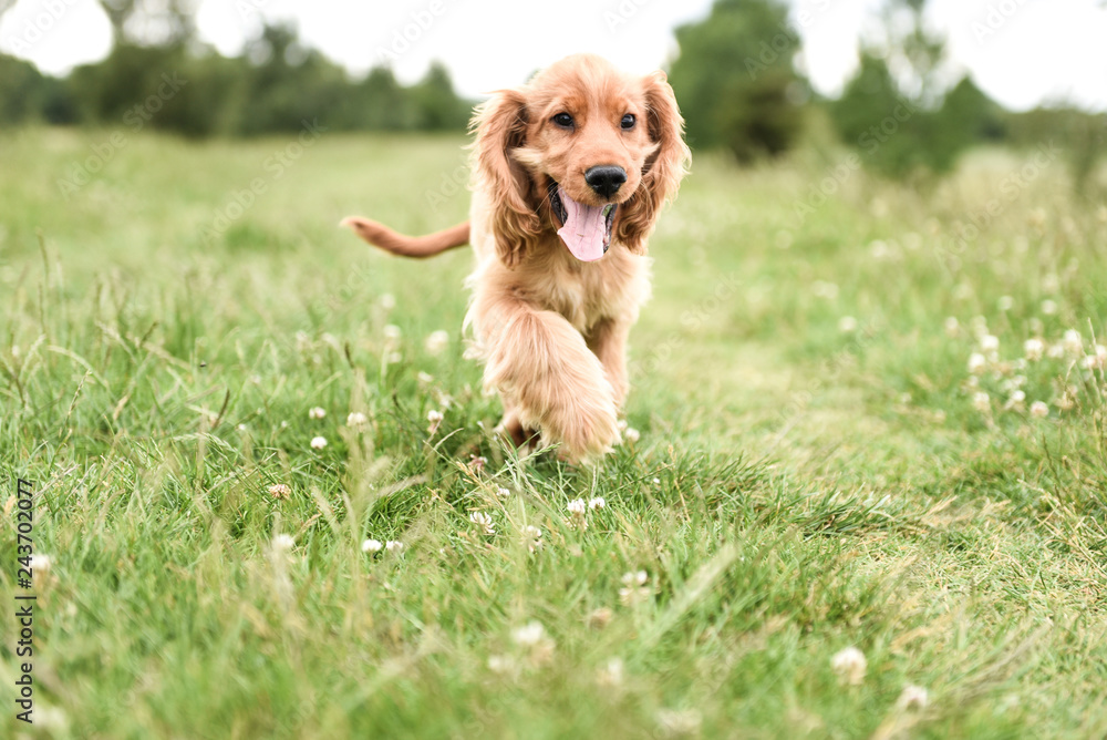 3 Month Old Puppy Walk 3 Month Old Puppy Walk