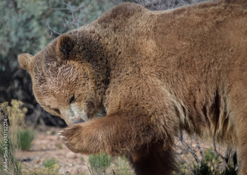 Wallpaper Mural Grizzly bear cleaning her feet after eating fish Torontodigital.ca