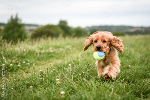 3 Month Old Puppy Walk
