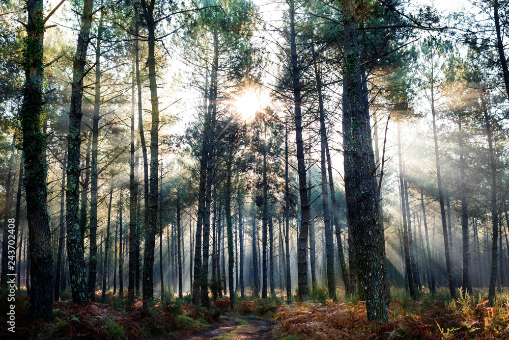 Obraz premium rayons de soleil sur la forât des Landes