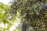 Olive tree with the fruits of green olives in the sun.
