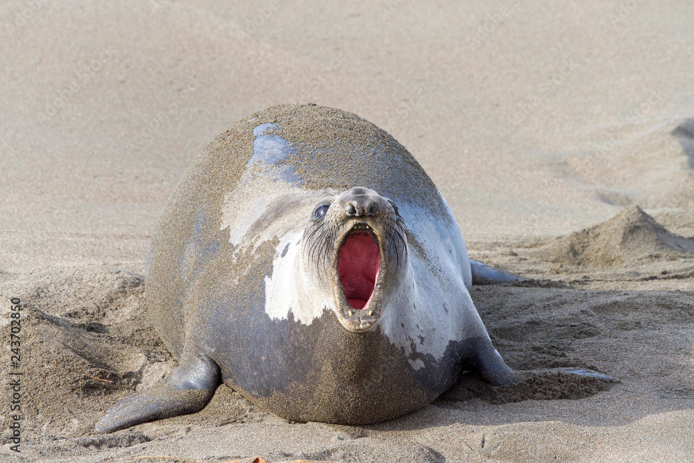Female elephant seal pregnant hauling out on the beach in Central California, mouth open