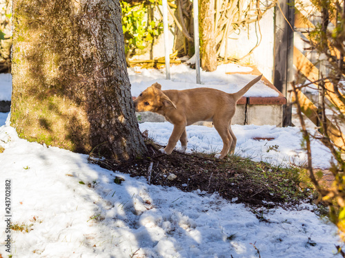 Golden cute puppy playing in winter garden photo