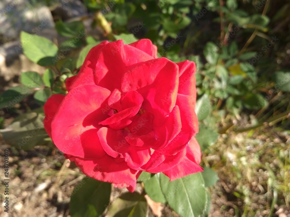 my best flowers and roses shots