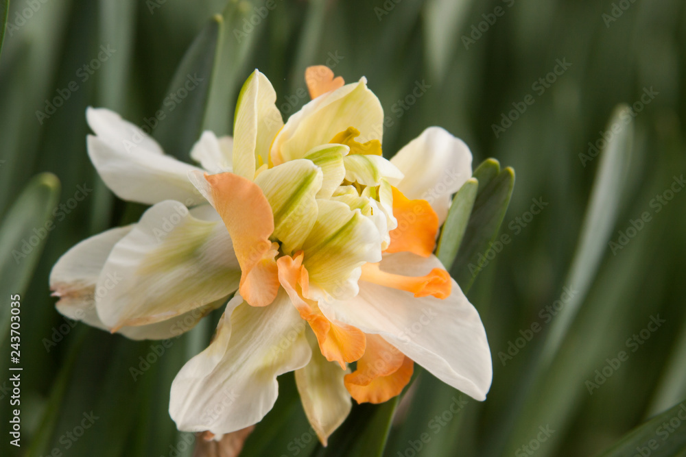 Fototapeta premium daffodil peach green