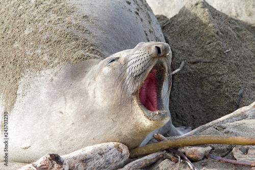 Female elephant seal pregnant hauling out on the beach in Central California, mouth open vocalizing.
