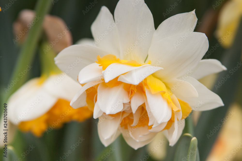 Fototapeta premium tilted daffodil
