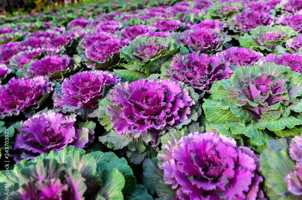 Ornamental brassica cabbage flower plants. Ornamental brassica cabbage flower plants.