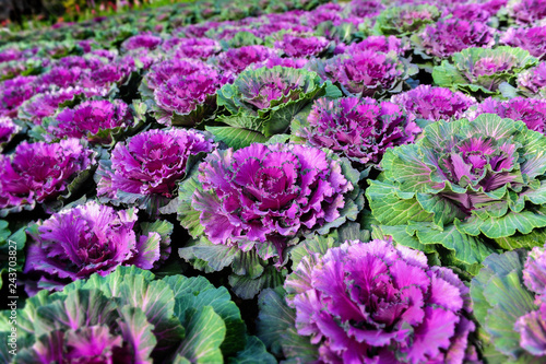 Ornamental brassica cabbage flower plants.