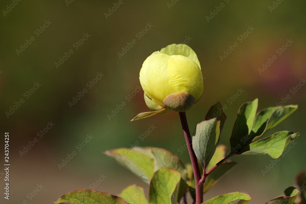 gelbe Pfingstrose - Paeonia gelbe Pfingstrose - Paeonia